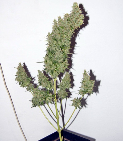 Семена сорта Fruit Autoflowering (Dinafem Seeds)