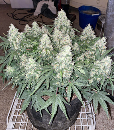 Семена сорта Original Auto Skunk fem (FastBuds)