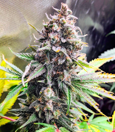 Семена сорта Pink Rozay fem (Original Sensible Seeds)