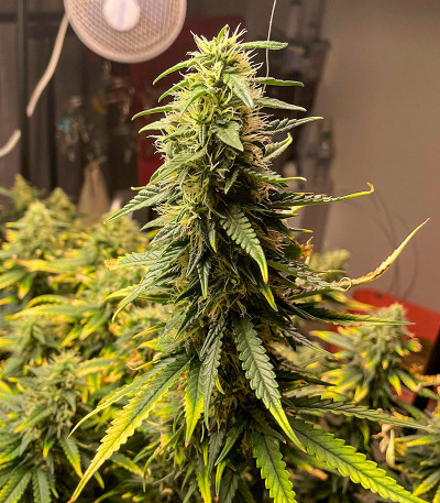 Семена сорта Sour Diesel Auto fem (Herbies Seeds)