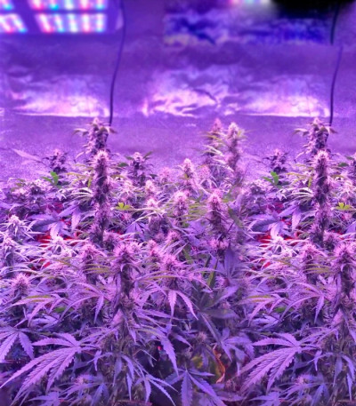 Семена сорта Spinning Buzz Kick Auto fem (Dr. Krippling Seeds)