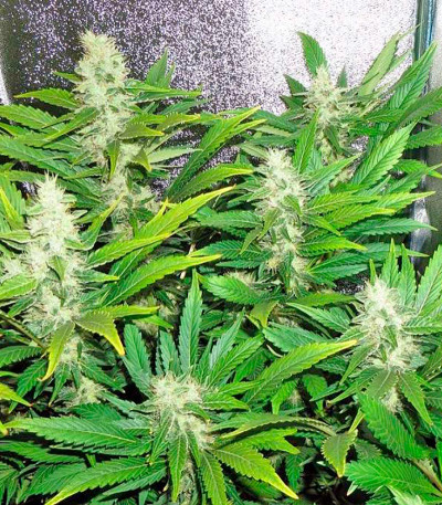 Семена сорта White Russian fem (Serious Seeds)