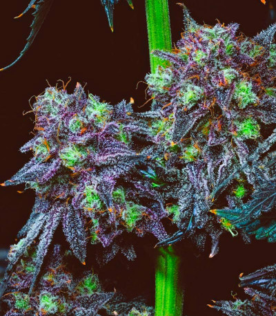 Семена сорта Wrank R2 fem (Ethos Genetics)