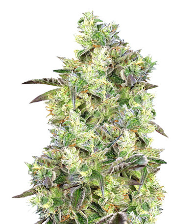 Семена сорта Do Sweet Dos fem (Sweet Seeds)
