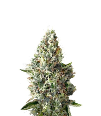 Семена сорта Dinamex fem