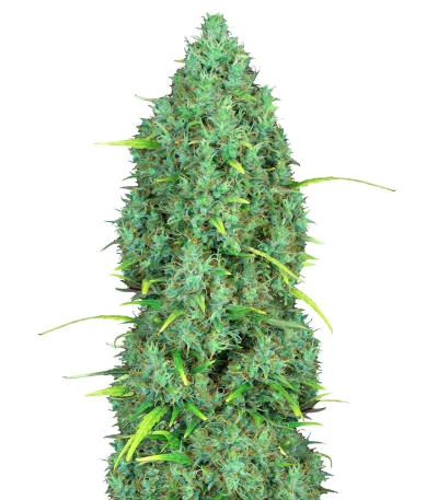 Семена сорта Serious 6 reg (Serious Seeds)