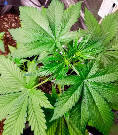 Семена сорта Auto Bruce Banner XXL fem (Advanced Seeds)