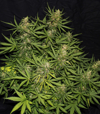 Семена сорта Auto Critical Orange Punch fem (Dutch Passion)