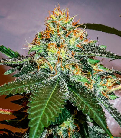Семена сорта Gator Breath fem (7CH American)