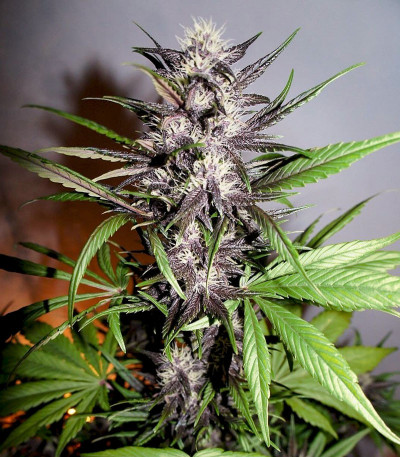 Семена сорта LSD auto fem (Семяныч)