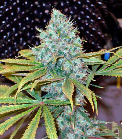 Семена сорта Yumbolt 47 fem (World of Seeds)