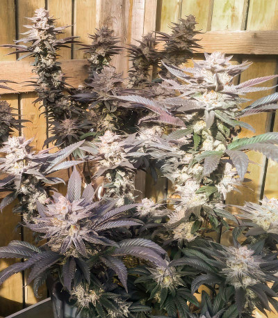 Семена сорта Florida Gaspack fem (Humboldt Seed Organization)