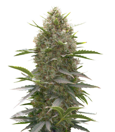 Семена Amnesia Kush шишки