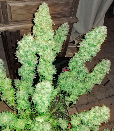 Семена сорта Auto Critical Lemon CBD fem (Advanced Seeds)