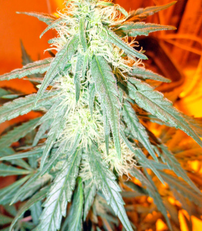 Семена сорта Damnesia Autoflowering fem (Strain Hunters)