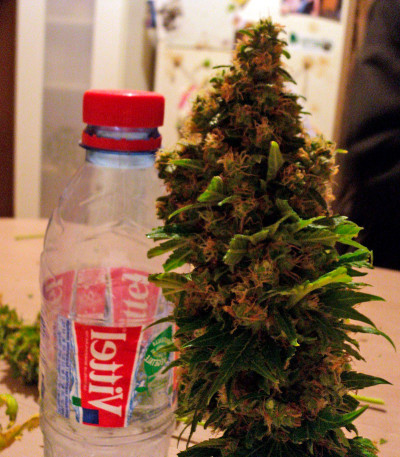 Семена сорта Fruitylicious fem