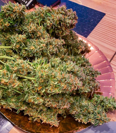 Семена сорта Gorilla Crunch Auto fem от Семяныча