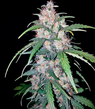 Семена сорта Cheese Berry fem