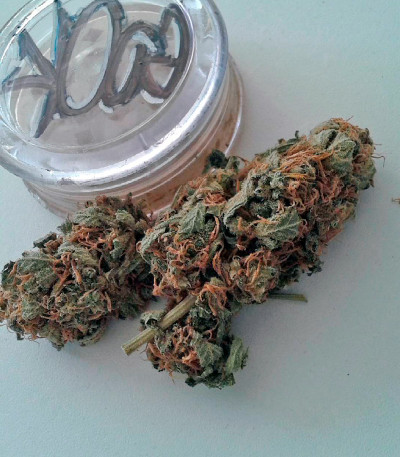 Семена сорта Moby Dick fem (Dinafem Seeds)