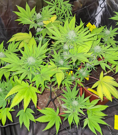 Семена сорта OG Kush fem (Victory Seeds)