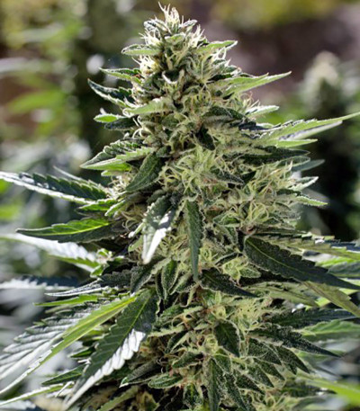 Семена сорта Sour Diesel #2 reg (Humboldt Seeds)