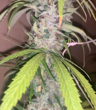 Семена сорта Jack Herer fem (Seedkeepers)