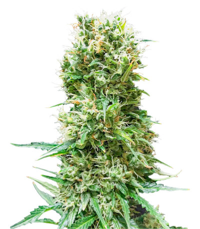 Семена сорта Animal Face Auto fem (Cali Buds Seeds)