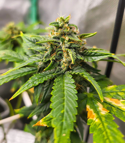 Семена сорта Dozy Doz fem (AlphaFem Seeds)