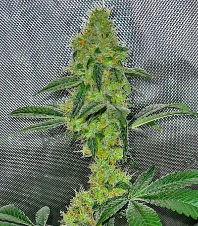 Семена сорта Louis XIII fem (7CH American)