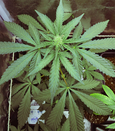 Семена сорта Runtz Muffin (Barney’s Farm)