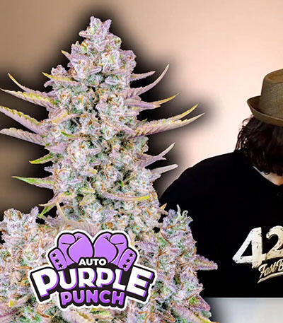 Семена сорта Purple Punch Auto fem (FastBuds)