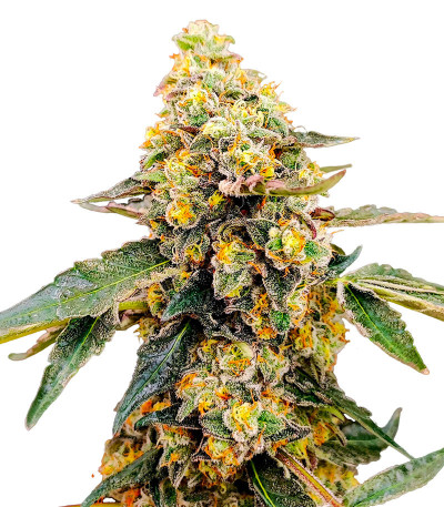 Семена сорта Tarte Tatin fem (Green House Seeds)