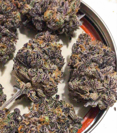 Семена сорта Dozy Breath fem (AlphaFem Seeds)