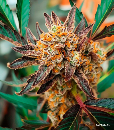 Семена сорта Zkittlez Auto fem (Cali Buds Seeds)