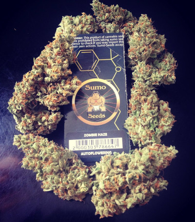 Семена сорта Zombie Haze Auto fem (Sumo Seeds)
