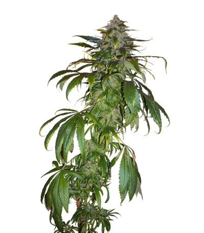 Семена сорта Santa Sativa fem (Dinafem Seeds)