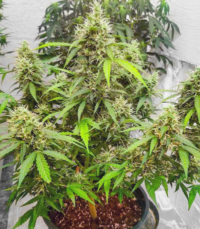 Семена сорта Auto Gorilla fem (00 Seeds)
