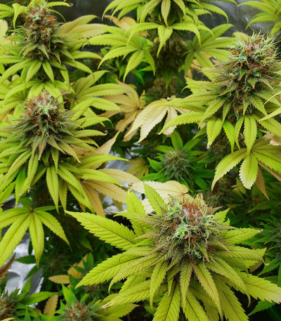 Семена сорта Master kush fem (Dutch Passion)