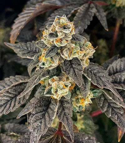 Семена сорта Nutter Budder fem (Humboldt Seed Company)