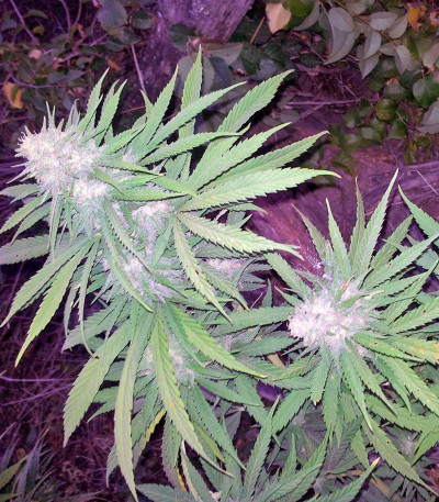 Семена сорта Allkush fem (Paradise Seeds)