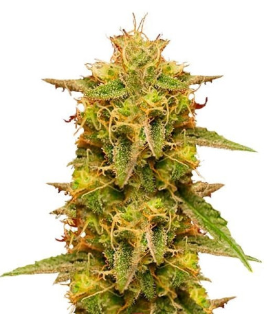 Семена сорта Royal Domina fem (Royal Queen Seeds)