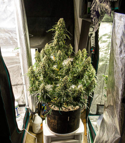 Семена сорта Auto Cinderella Jack fem (Dutch Passion)