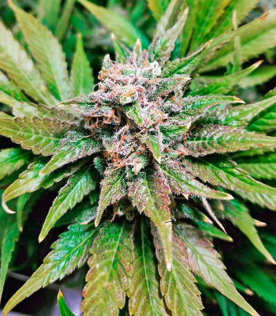 Семена сорта Northern Lights fem (00 Seeds)