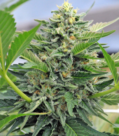 Семена сорта Pineapple Skunk reg (Humboldt Seeds)