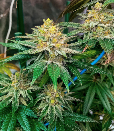 Семена сорта Pink Sunset by Sherbinskis fem от Silent Seeds