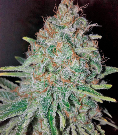 Семена сорта Raspberry Cough fem (Nirvana Seeds)