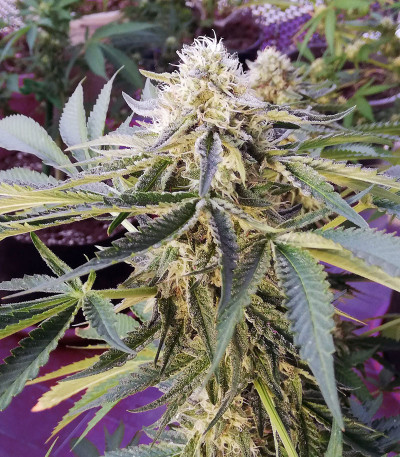 Семена сорта Wedding Gelato fem (RQS)