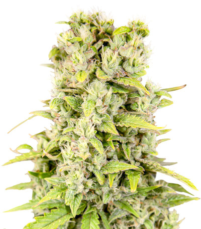 Семена сорта Pharaoh Auto (Auto Tutankhamon) fem (Семяныч)