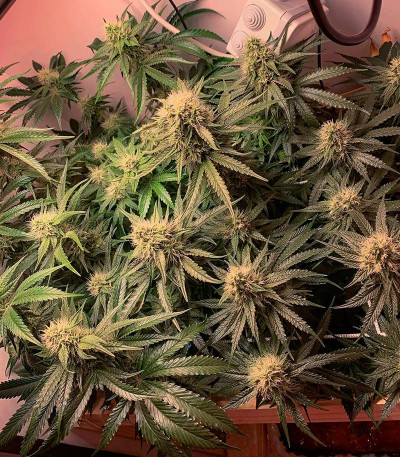 Семена сорта Lilac Cookies Bx2 reg (Ethos Genetics)