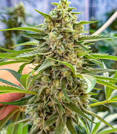 Семена сорта Mandarin Cookies fem (7CH American)